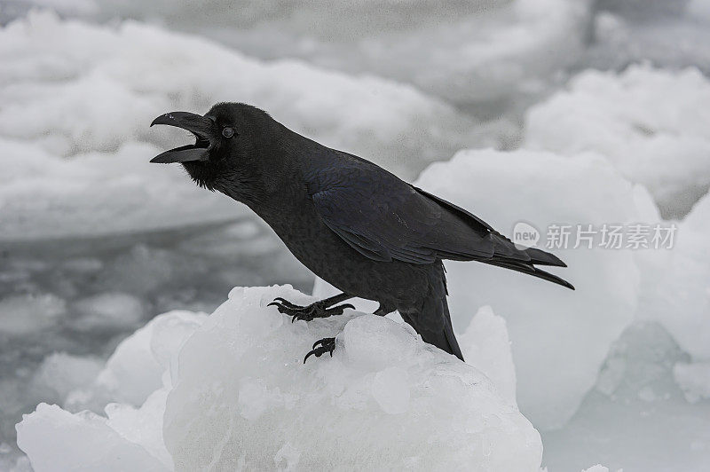 东方大嘴乌鸦(Corvus macrohynchos japonensis)也被称为丛林乌鸦或印度乌鸦。它们的嘴很大，因此有时也被称为大嘴乌鸦或厚嘴乌鸦。北海道;日本，鄂霍特海